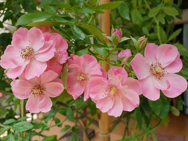 tu 30 nam o nha thue toi chu nhan vuon hoa hong tren 2 ti dong