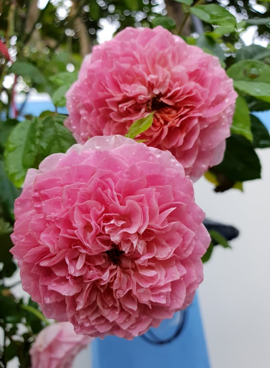 tu 30 nam o nha thue toi chu nhan vuon hoa hong tren 2 ti dong