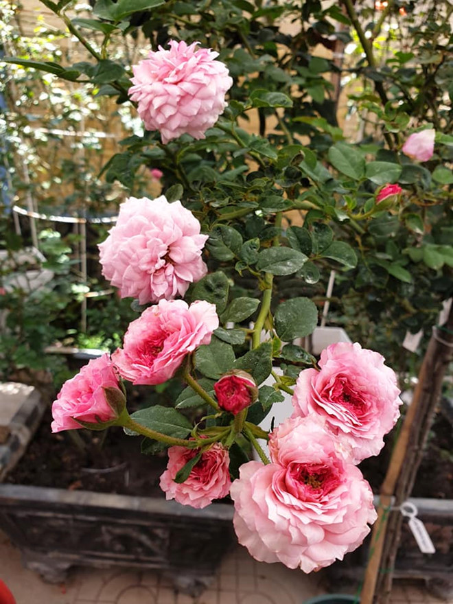 tu 30 nam o nha thue toi chu nhan vuon hoa hong tren 2 ti dong