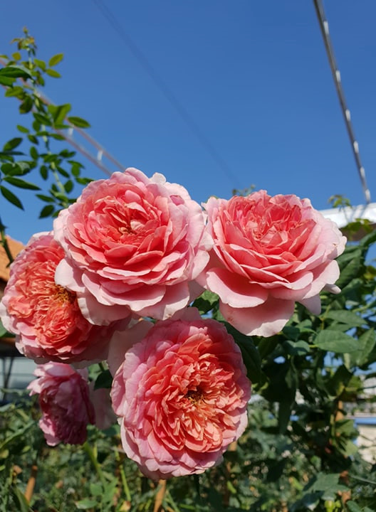 tu 30 nam o nha thue toi chu nhan vuon hoa hong tren 2 ti dong