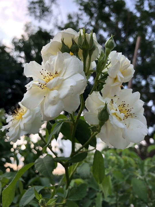 tu 30 nam o nha thue toi chu nhan vuon hoa hong tren 2 ti dong