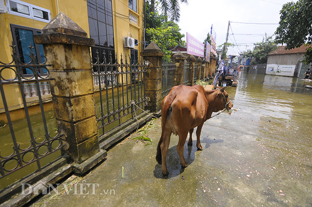 ha noi ngap ngay thu 9 nuoc mat nong dan hoa vao nuoc lu