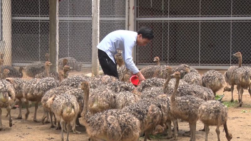 Nuôi chim tinh nghịch, mổ linh tinh, nặng cả tạ, lãi 5 triệu/con nuoi chim tinh nghich mo linh tinh nang ca ta lai 5 trieucon