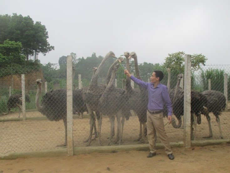 Nuôi chim tinh nghịch, mổ linh tinh, nặng cả tạ, lãi 5 triệu/con nuoi chim tinh nghich mo linh tinh nang ca ta lai 5 trieucon