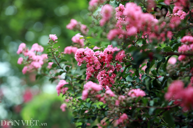 anh khu vuon 100 goc hoa tuong vi dep lung linh o ha noi
