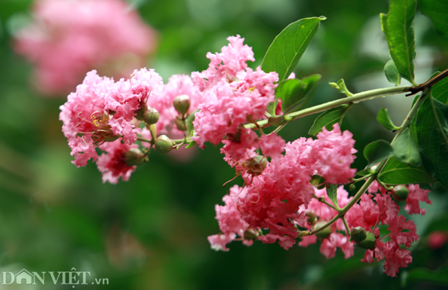 anh khu vuon 100 goc hoa tuong vi dep lung linh o ha noi