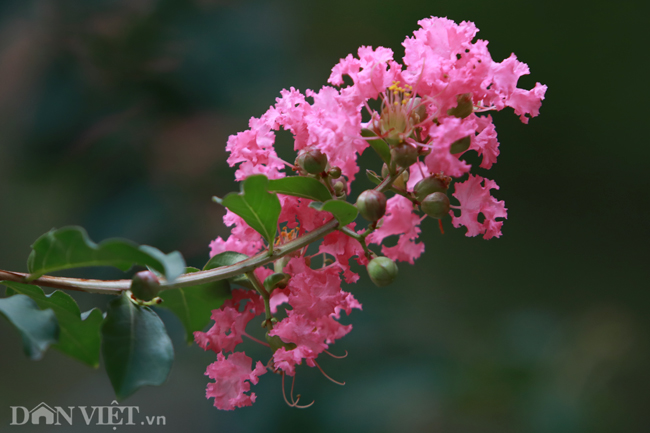 anh khu vuon 100 goc hoa tuong vi dep lung linh o ha noi