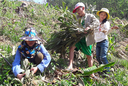 hang nghin cay keo tram o ha tinh bi ke xau chat ha