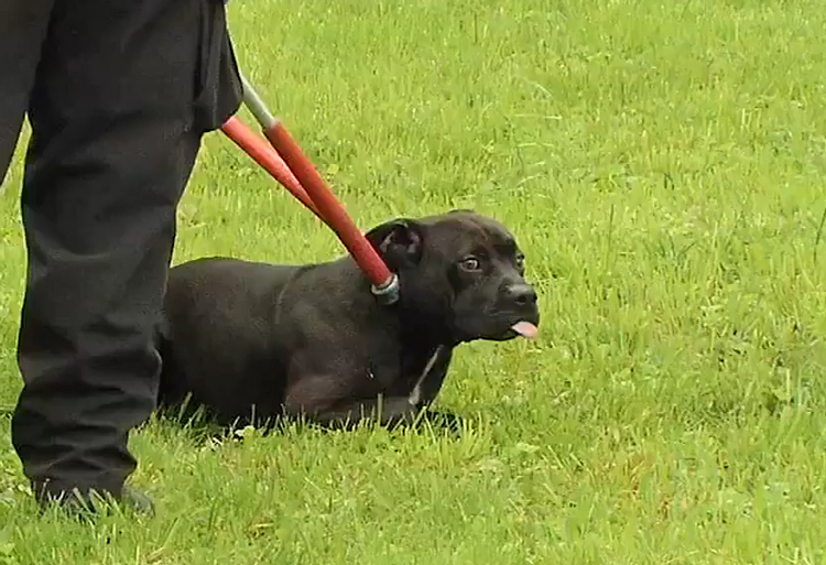 Bà mẹ Mỹ bị khởi tố vì không bảo vệ con khỏi chó dữ ba me my bi khoi to vi khong bao ve con khoi cho du