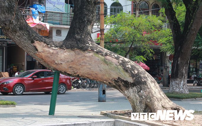 anh can canh nhung cay muong tram tuoi bong dung chet kho ben tuong dai nu tuong le chan o hai phong