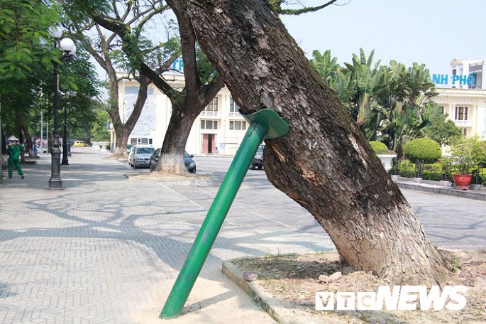 anh can canh nhung cay muong tram tuoi bong dung chet kho ben tuong dai nu tuong le chan o hai phong