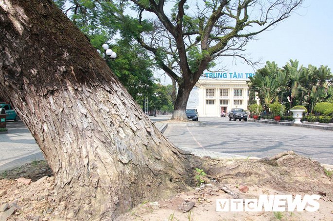 anh can canh nhung cay muong tram tuoi bong dung chet kho ben tuong dai nu tuong le chan o hai phong