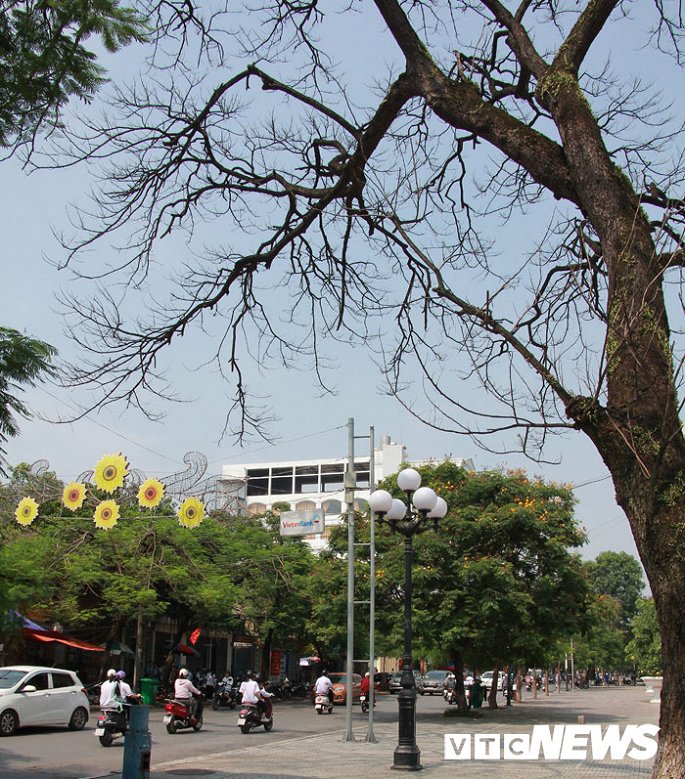 anh can canh nhung cay muong tram tuoi bong dung chet kho ben tuong dai nu tuong le chan o hai phong