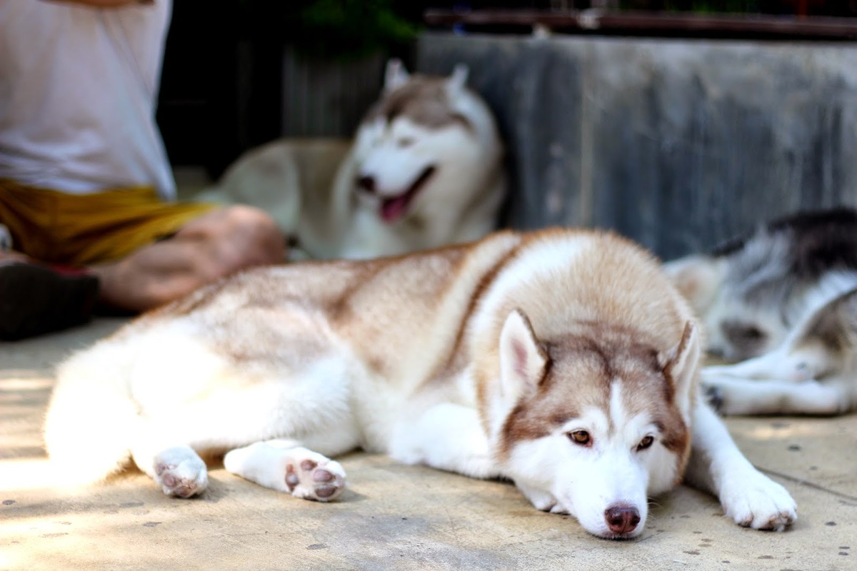 quan ca phe khien tin do yeu cho tan chay o thai lan