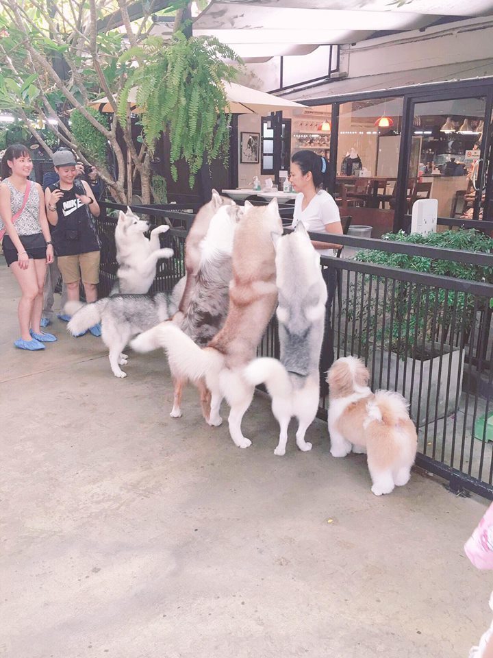 quan ca phe khien tin do yeu cho tan chay o thai lan