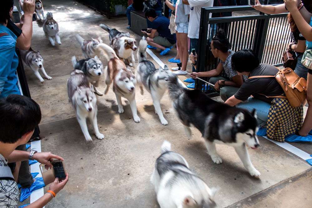 quan ca phe khien tin do yeu cho tan chay o thai lan
