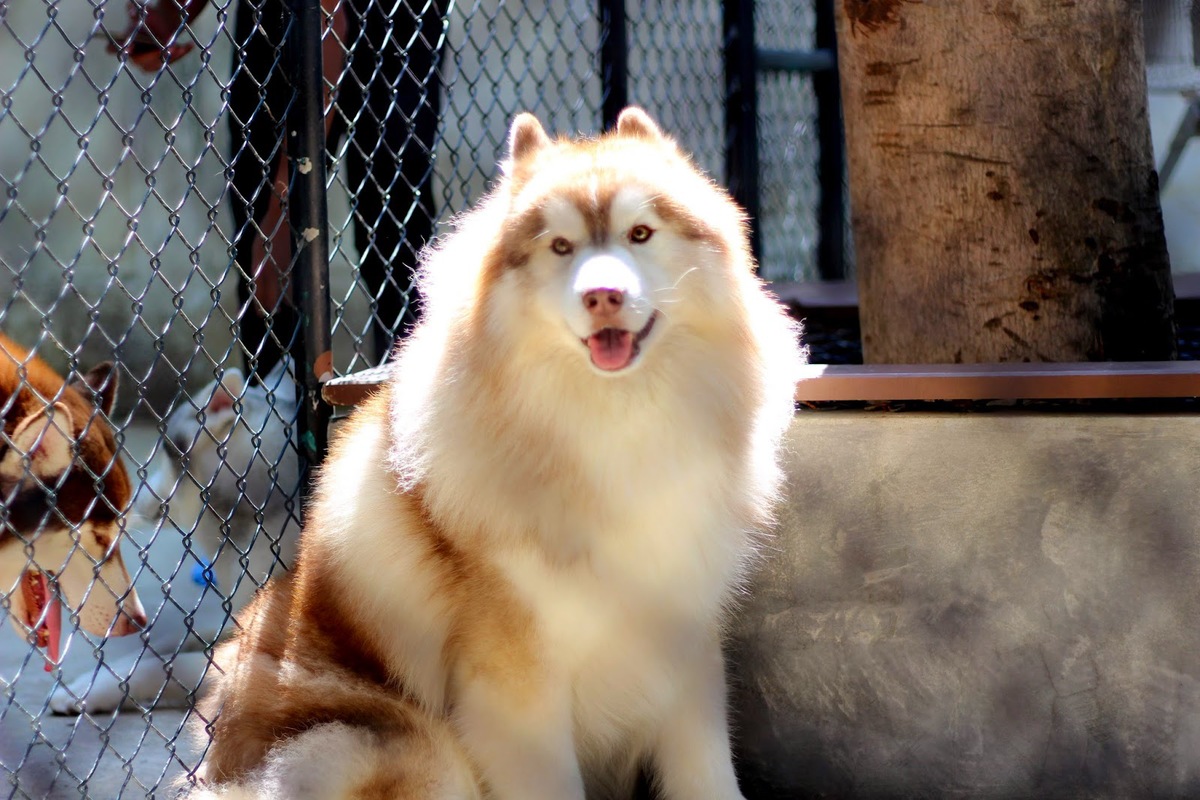 quan ca phe khien tin do yeu cho tan chay o thai lan