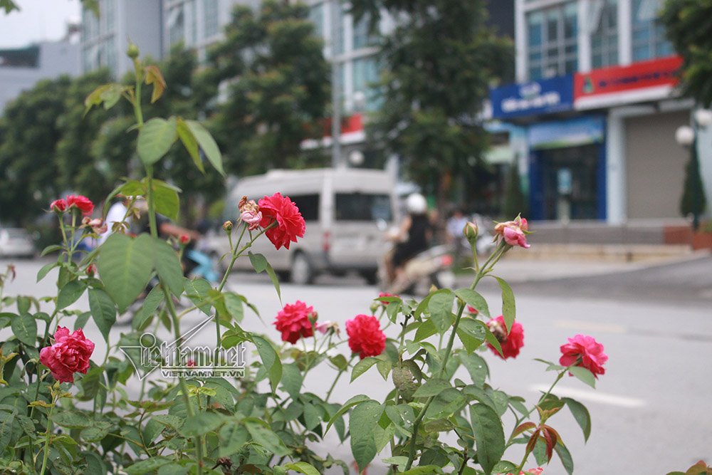 con duong hoa hong dau tien tuyet dep giua ha noi