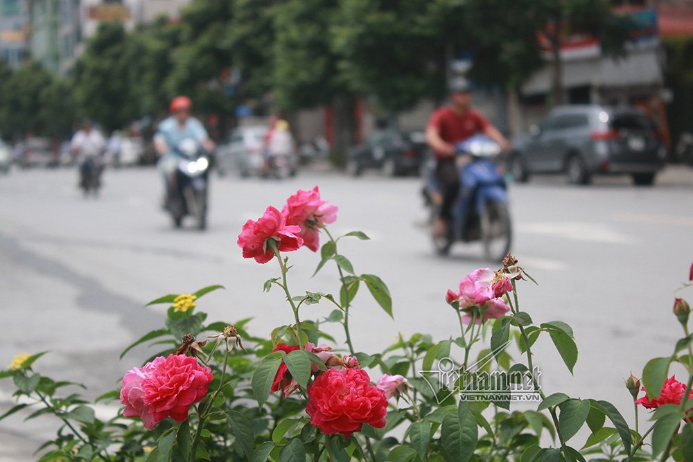 con duong hoa hong dau tien tuyet dep giua ha noi