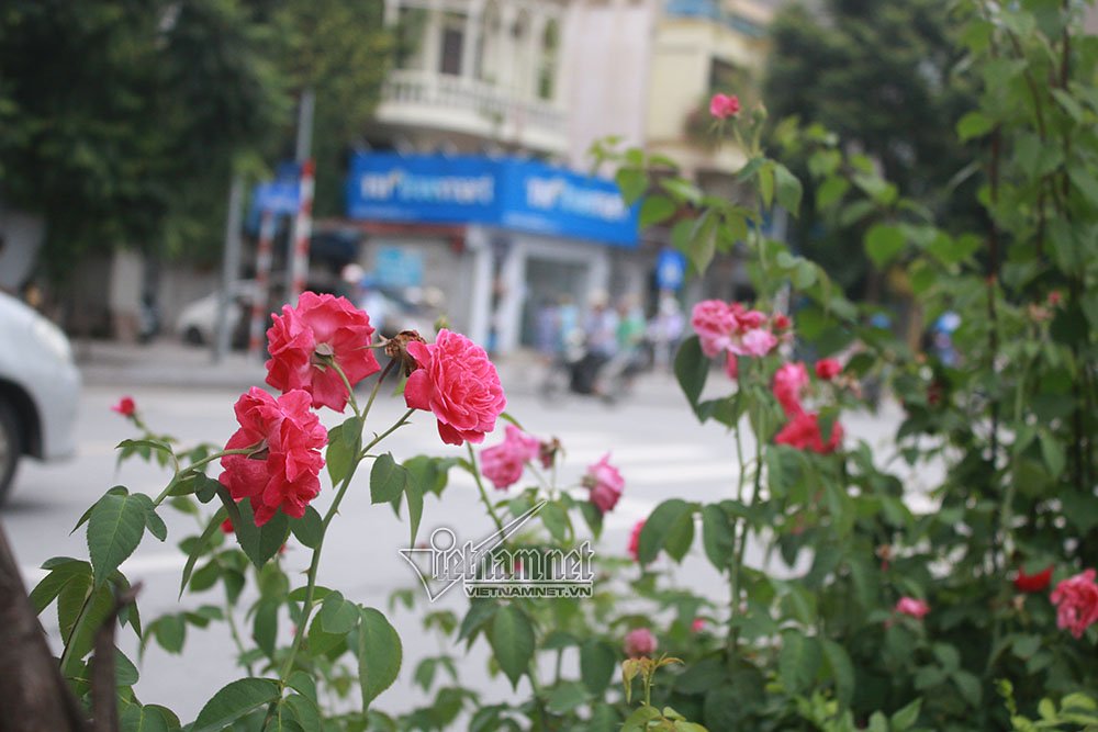 con duong hoa hong dau tien tuyet dep giua ha noi