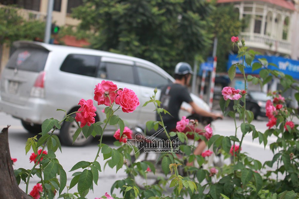 con duong hoa hong dau tien tuyet dep giua ha noi