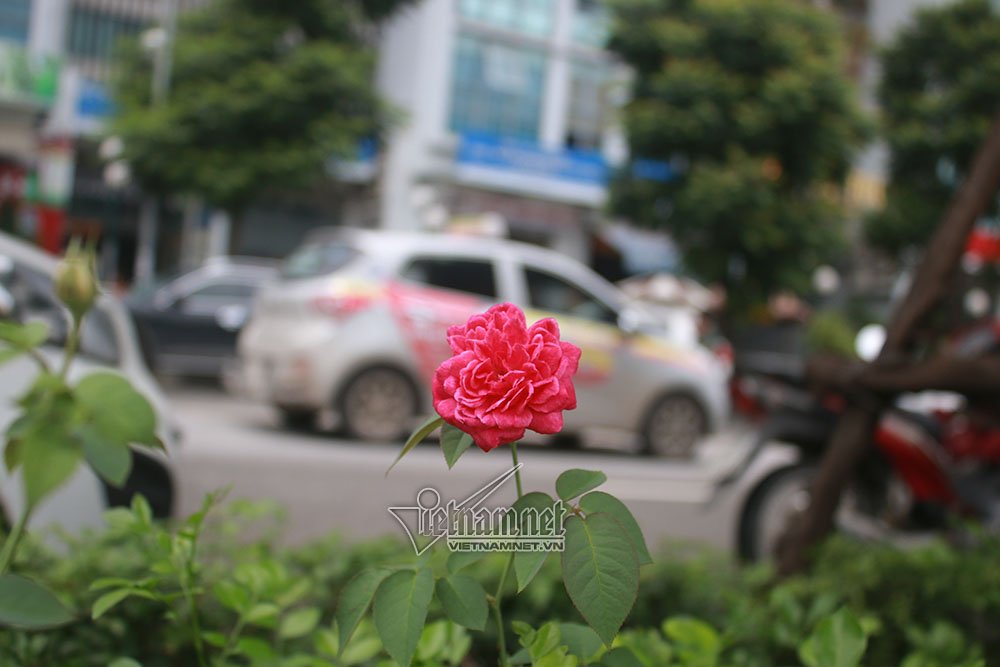 con duong hoa hong dau tien tuyet dep giua ha noi