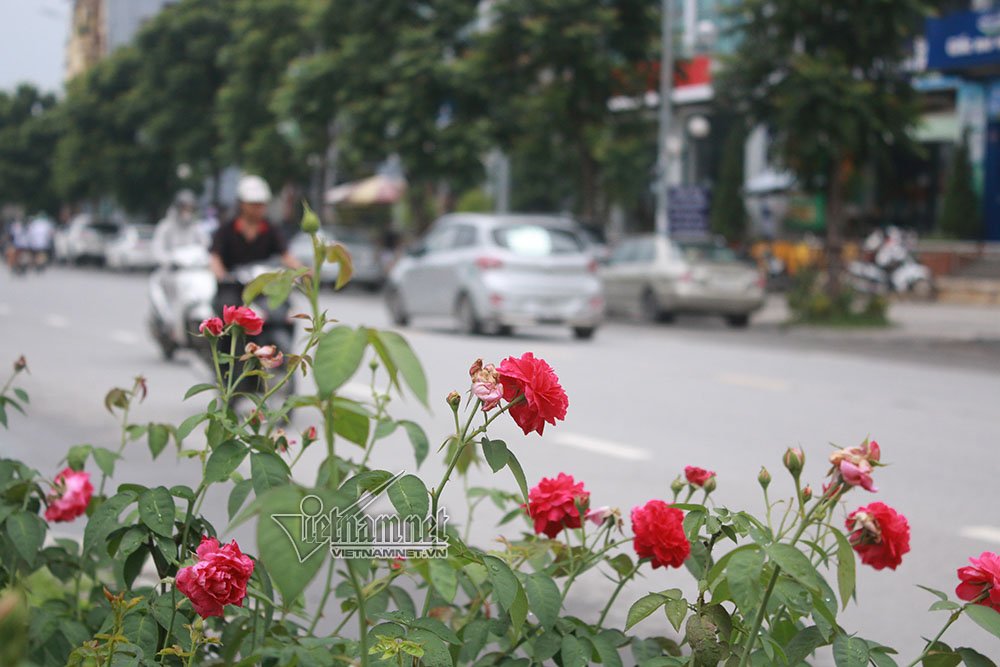 con duong hoa hong dau tien tuyet dep giua ha noi