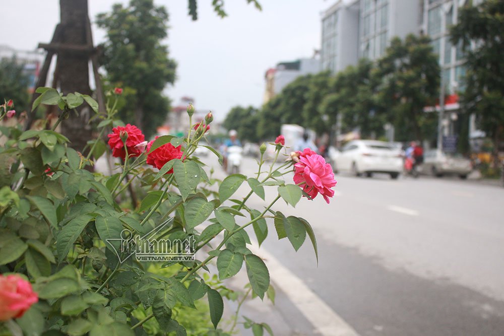 con duong hoa hong dau tien tuyet dep giua ha noi