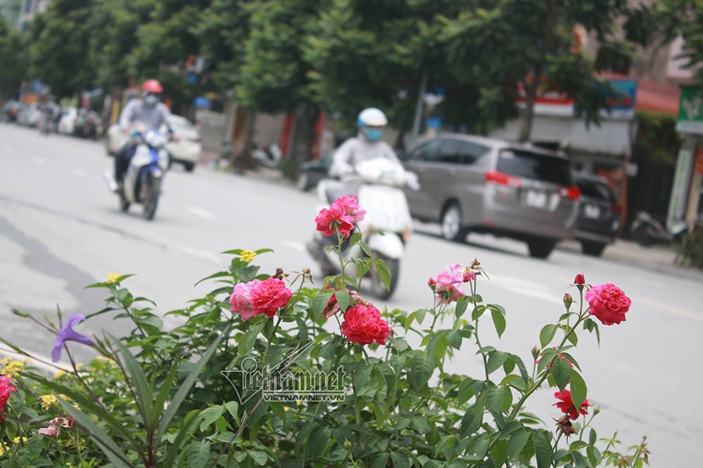 con duong hoa hong dau tien tuyet dep giua ha noi