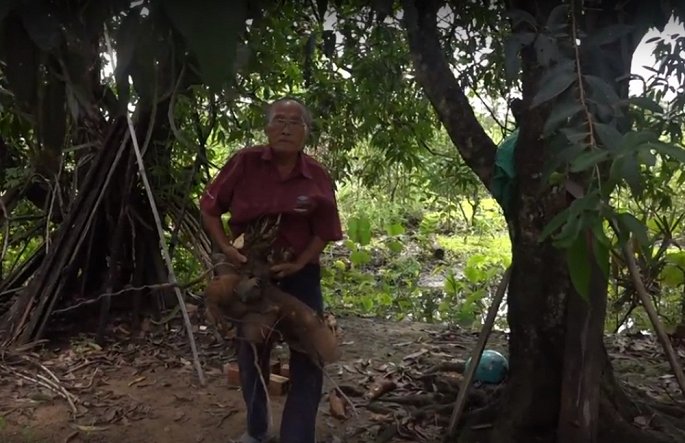 cu ong o long an thu hoach duoc cu khoai mi nang hon 20kg