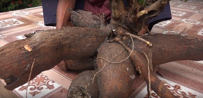 cu ong o long an thu hoach duoc cu khoai mi nang hon 20kg