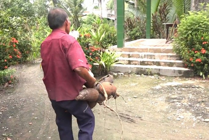 cu ong o long an thu hoach duoc cu khoai mi nang hon 20kg