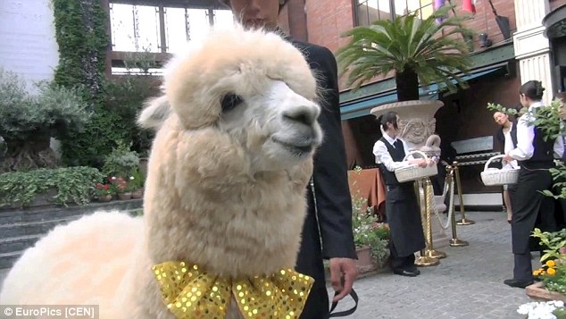 lac da lam chu hon trong dam cuoi o nhat ban