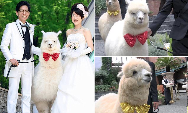 lac da lam chu hon trong dam cuoi o nhat ban