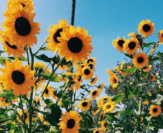 tu vi 12 cung hoang dao ngay 268