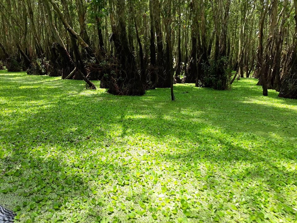 tan huong thien nhien xanh muot mat o rung tram tra su