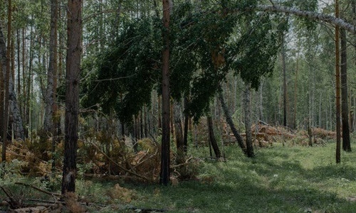 Những cánh rừng Nga oằn mình trước cơn khát gỗ của Trung Quốc nhung canh rung nga oan minh truoc con khat go cua trung quoc