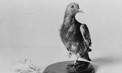 Con chim bồ câu cứu mạng gần 200 lính Mỹ trong Thế chiến I