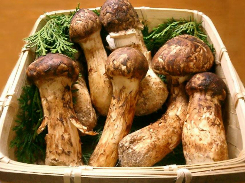 vai chuc trieu dong mot kg nam matsutake