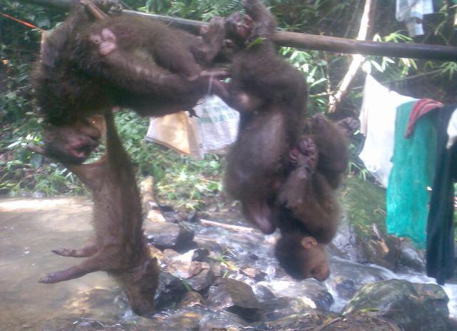 xot xa o thu phu hang rung dak nong