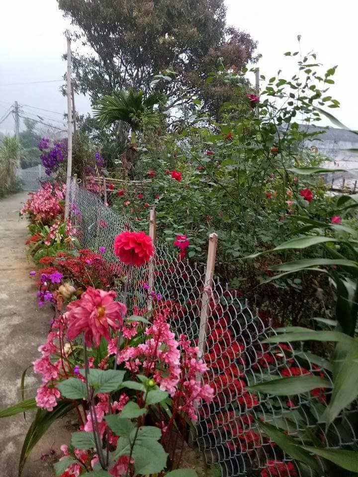 ngoi nha hoa tren doi cua pho hieu truong o tuyen quang