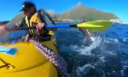 Người chèo thuyền New Zealand bị hải cẩu ném bạch tuộc vào mặt