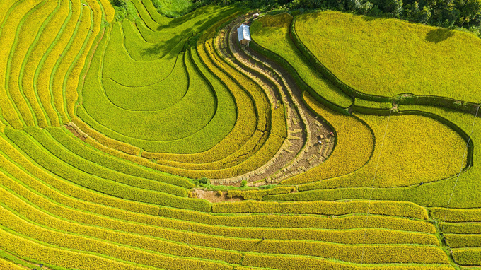 mua lua chin tren ruong bac thang