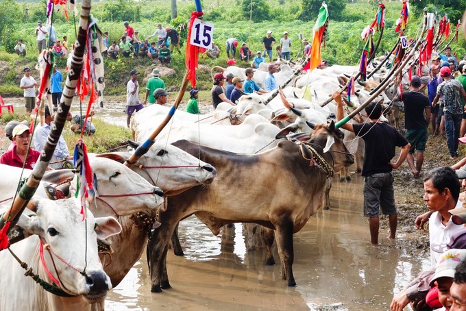 hoi dua bo cua dong bao khmer