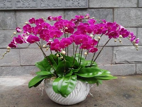 goi y cach chon hoa y nghia cho ngay phu nu viet nam 2010