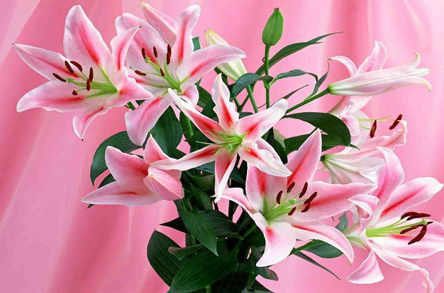 goi y cach chon hoa y nghia cho ngay phu nu viet nam 2010