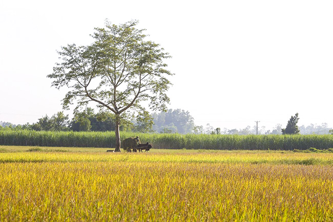 anh khung canh ngay mua vang ruc o xu nghe