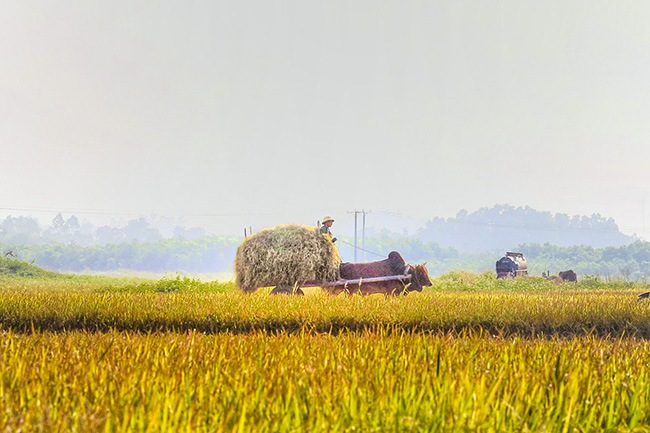 anh khung canh ngay mua vang ruc o xu nghe