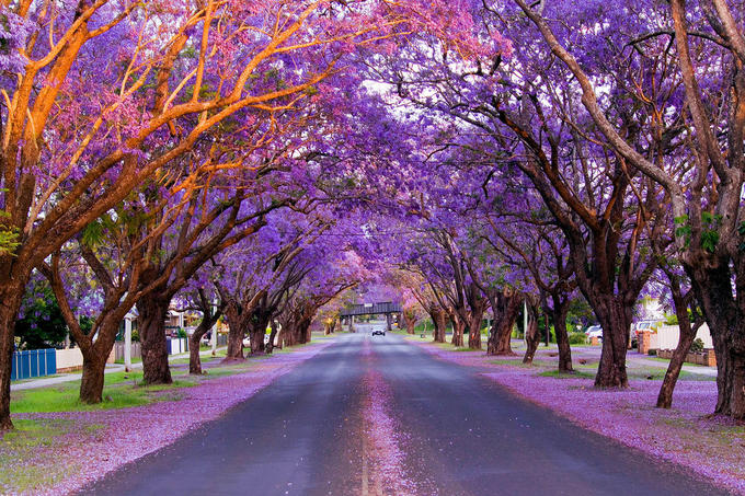 mua hoa phuong tim o australia