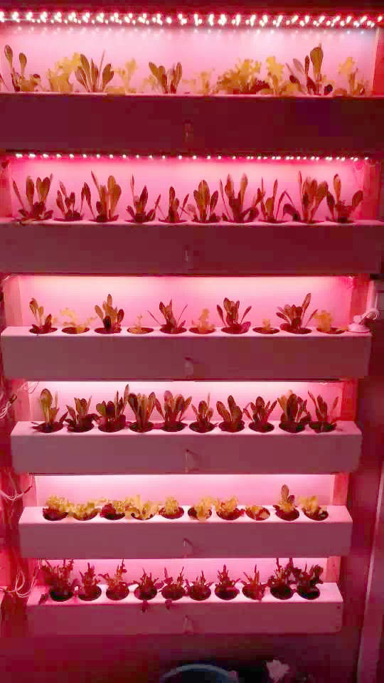 nguoi dan ong lam biet thu container tang vo